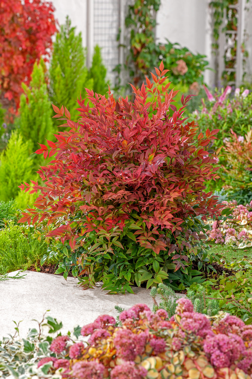 Lot de 2 plantes de bambou sacré (Nandina Obsessed) - 30-35 cm