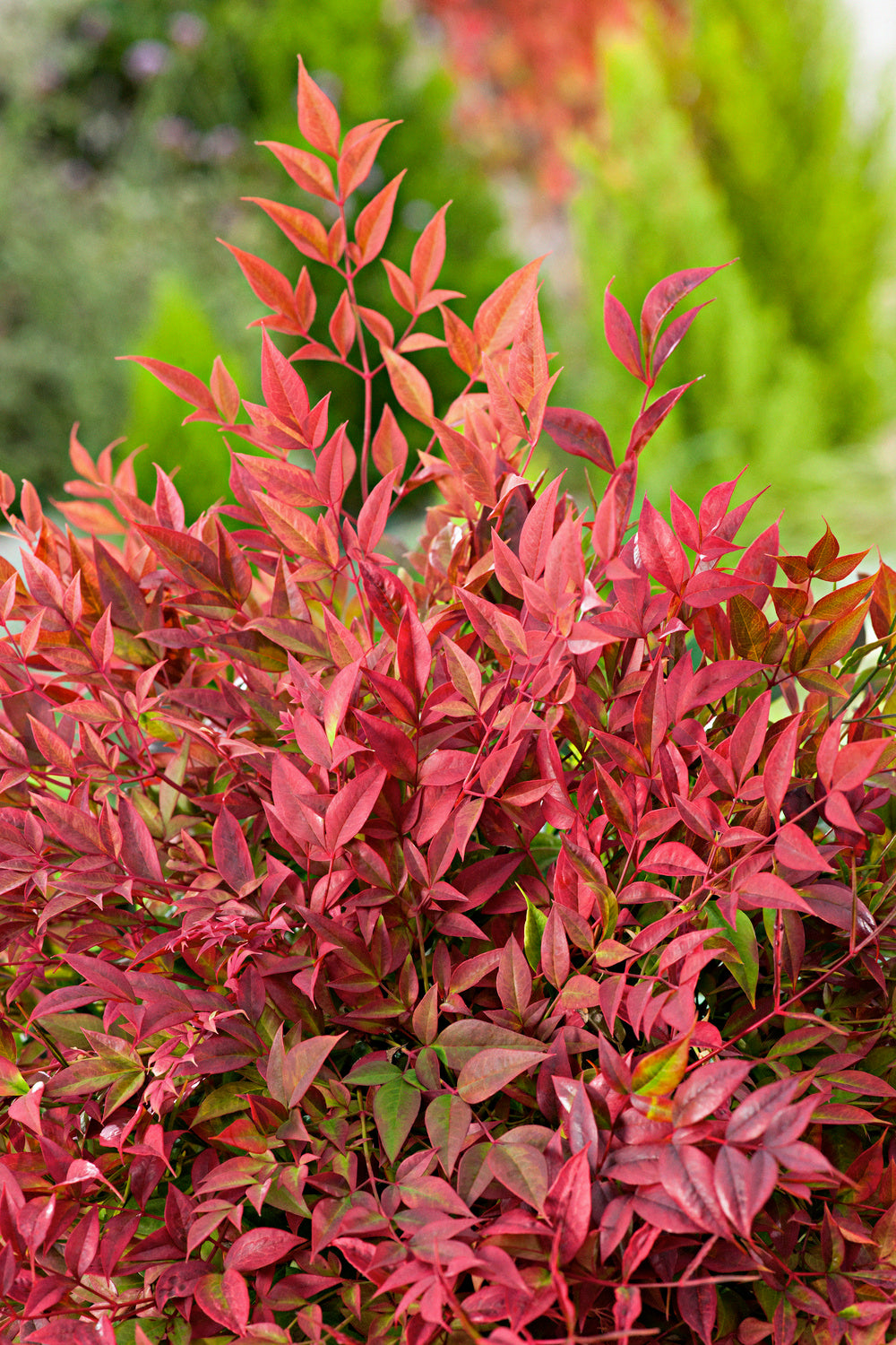 Lot de 2 plantes de bambou sacré (Nandina Obsessed) - 30-35 cm