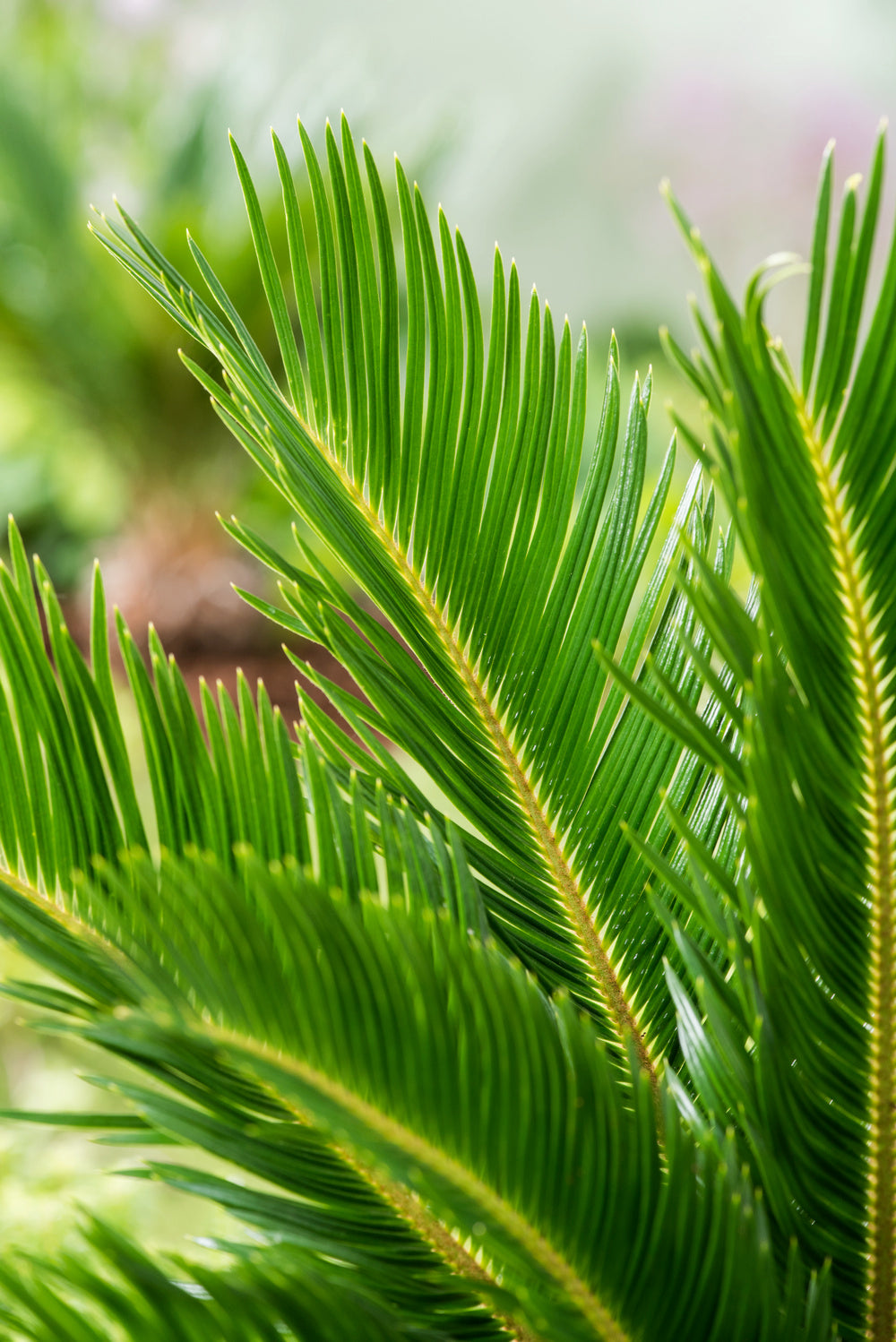 Lot de 2 palmiers Cycas du Japon - Moyens (50-70 cm)