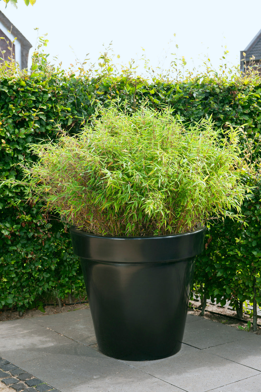1 Bambou Large « non invasif » (Fargesia)  - 40-60 cm