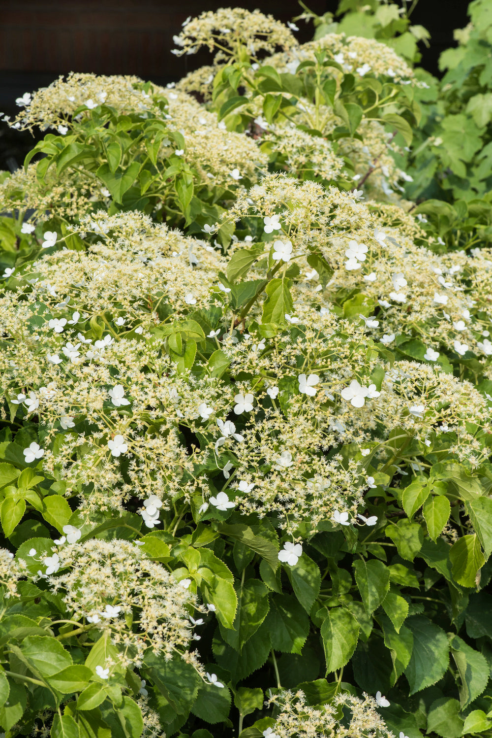 Lot de 2 hortensias grimpants - 30-38 cm