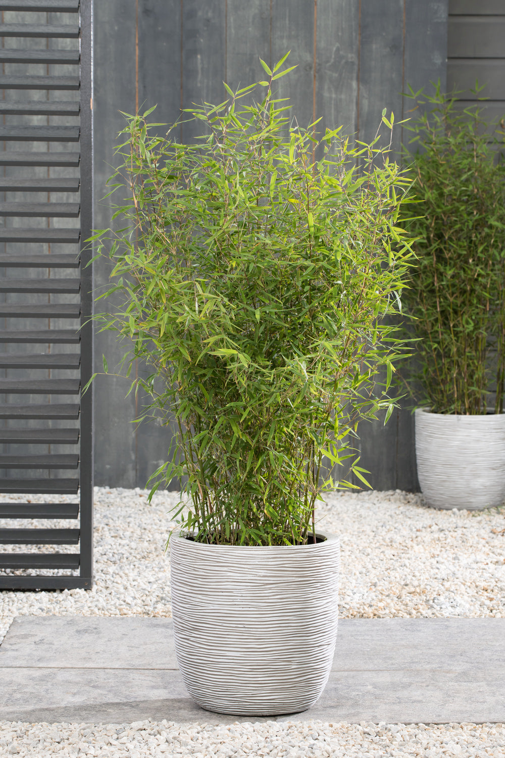 Lot de 4 Bambous Moyens « non invasifs » (Fargesia) - 25-40 cm