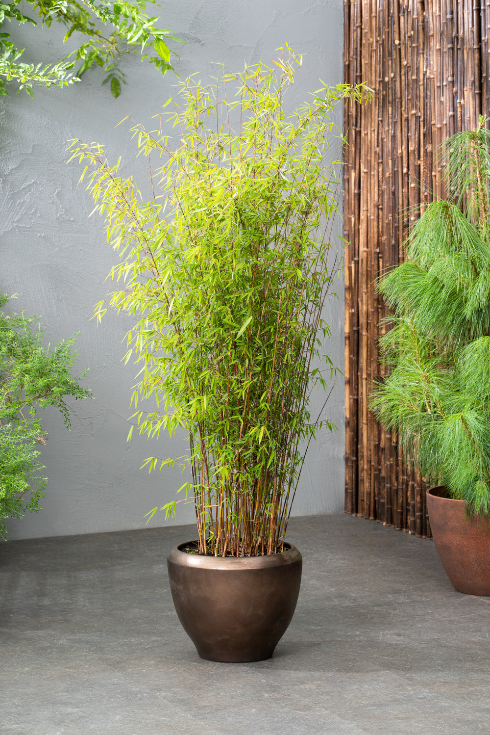 Lot de 4 Bambous Moyens « non invasifs » (Fargesia) - 25-40 cm