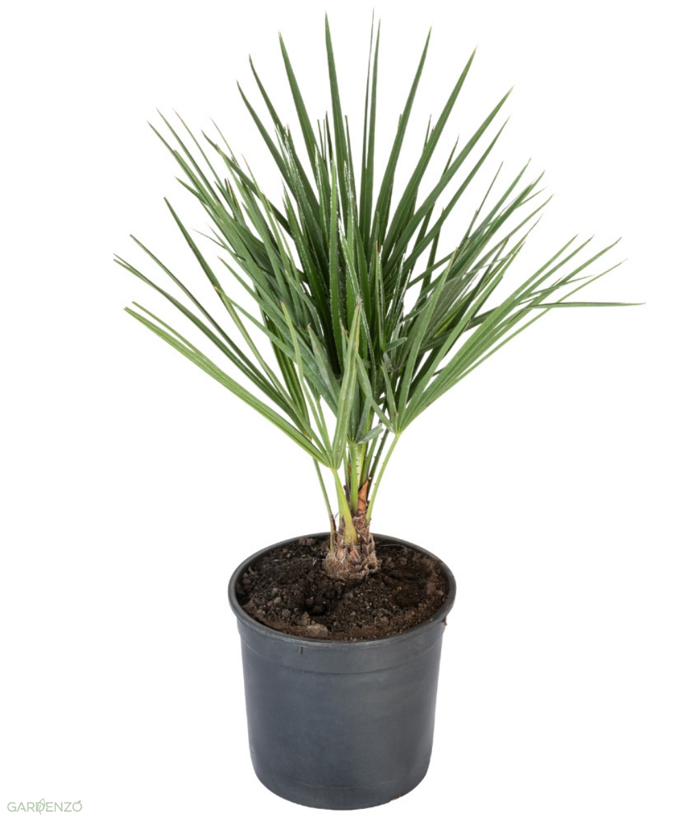 Palmier nain européen (Chamaerops humilis) - Moyen 50–70 cm