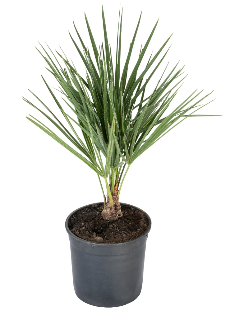 Lot de 2 palmiers nains européens (Chamaerops humilis) - Moyen 50-70 cm
