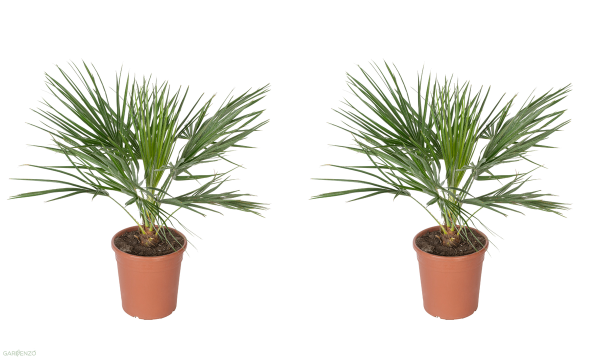 Lot de 2 palmiers nains européens (Chamaerops humilis) - Grand 70–90 cm