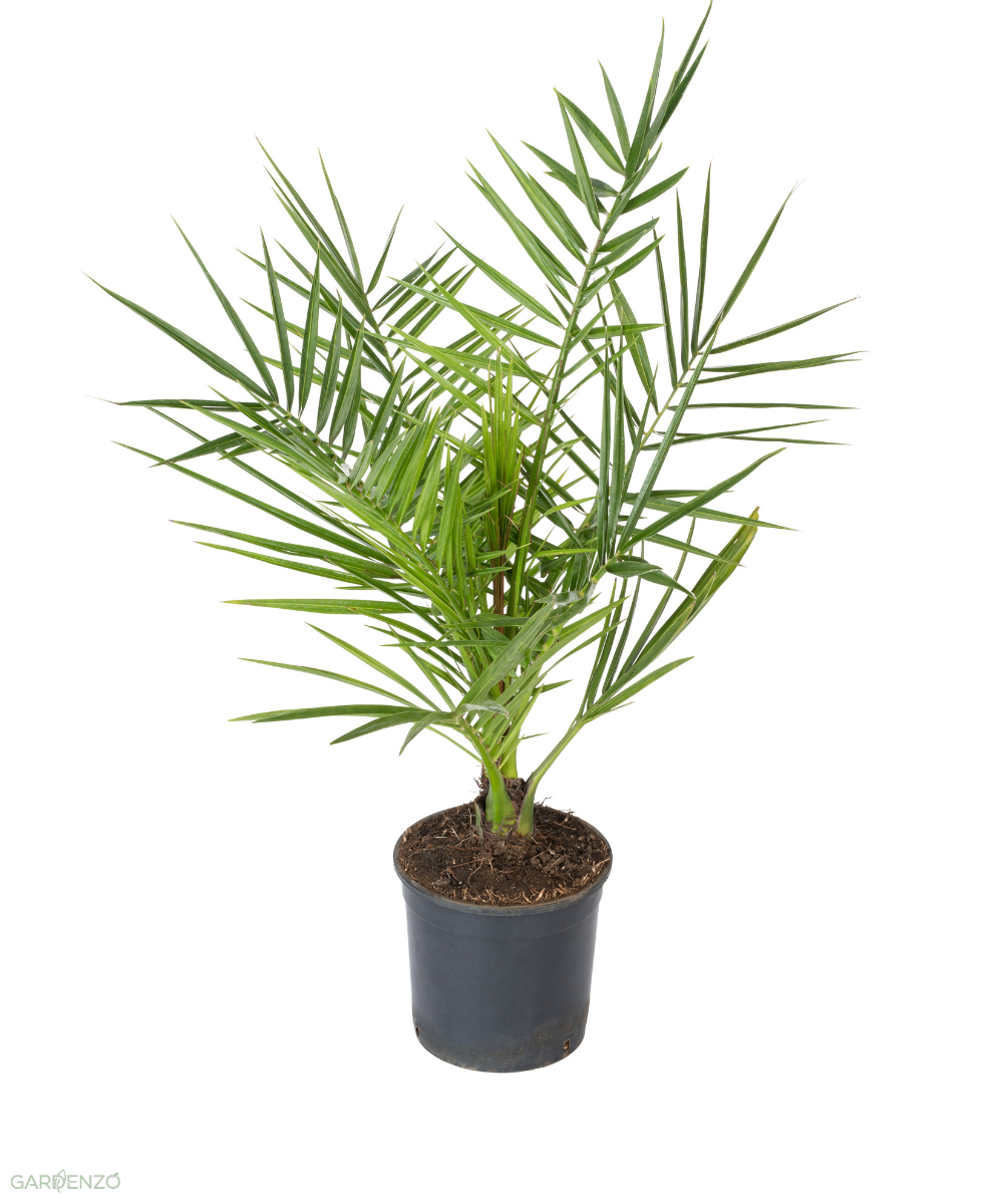 Palmier Phoenix canariensis - Moyens (50–70 cm)