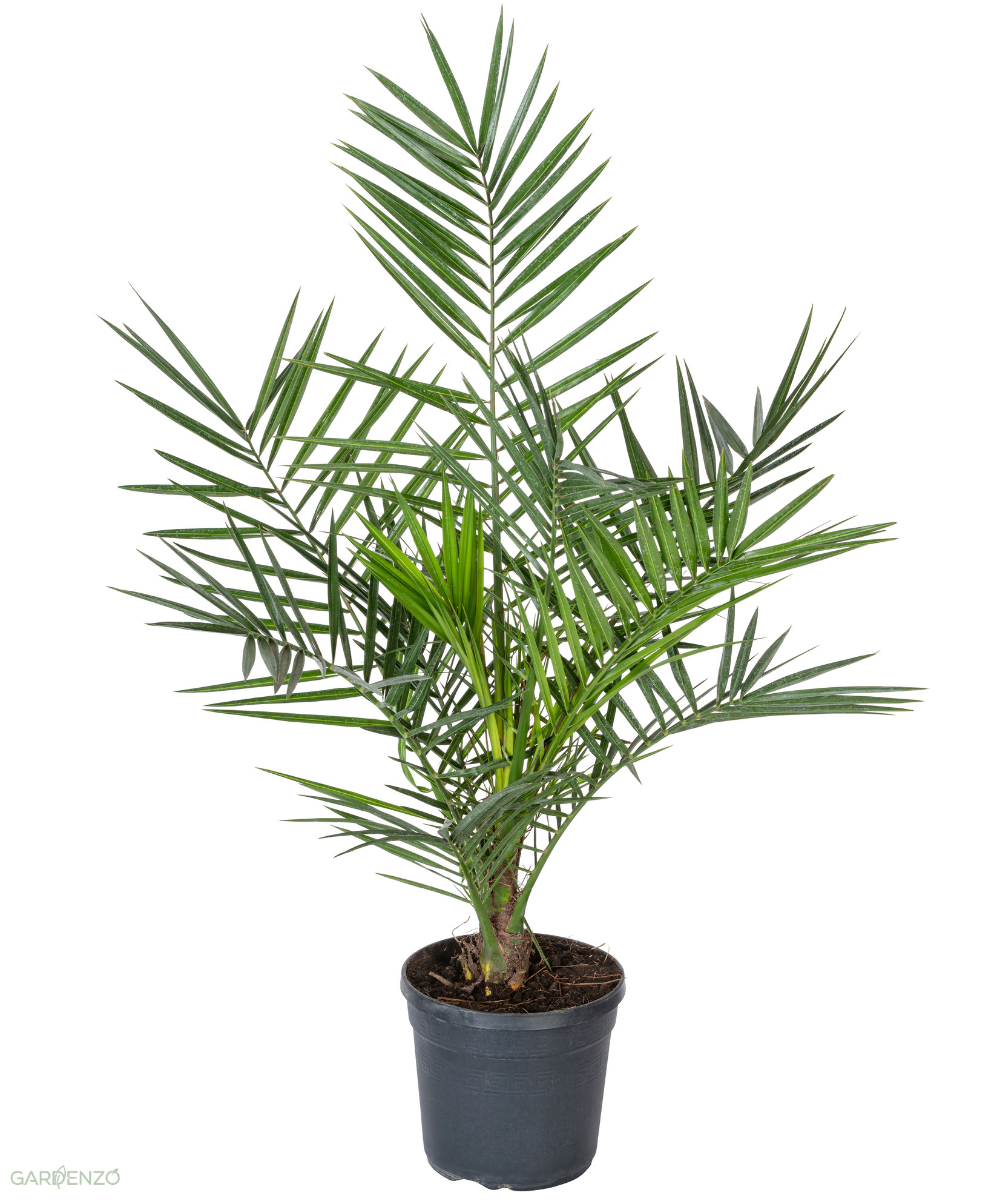 Palmier Phoenix canariensis - Grands (80-110 cm)