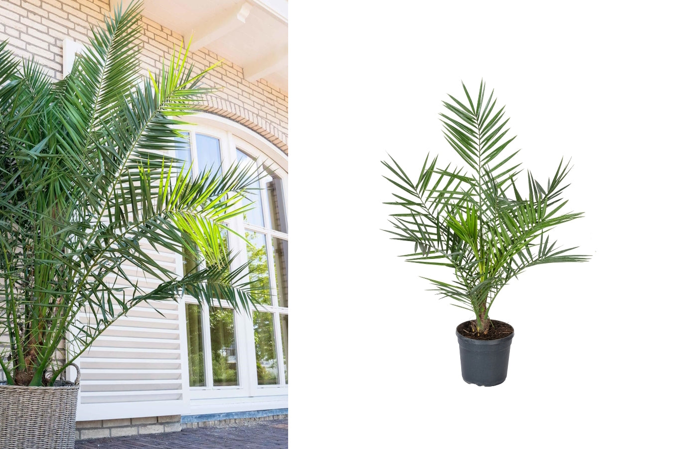 Palmier Phoenix canariensis - Grands (80-110 cm)