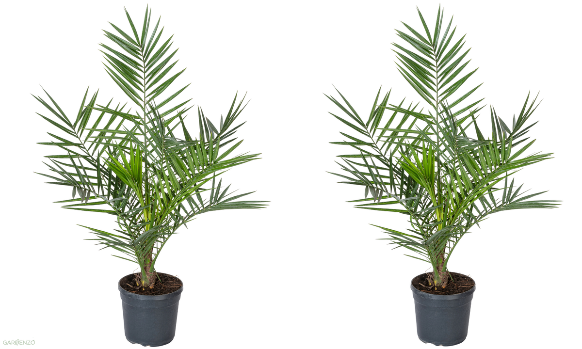 Lot de 2 palmiers Phoenix canariensis - Grands (80-110 cm)