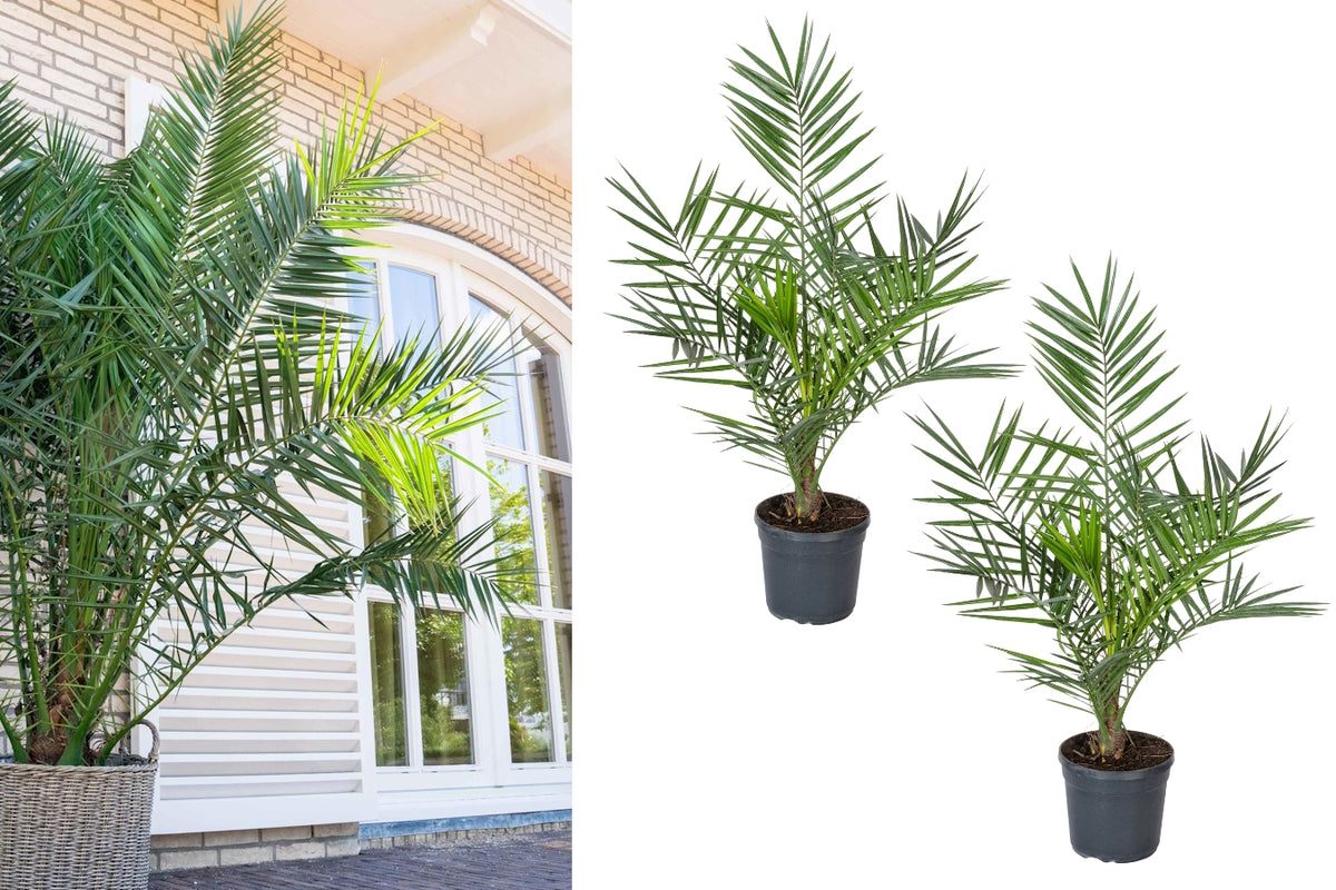 Lot de 2 palmiers Phoenix canariensis - Grands (80-110 cm)