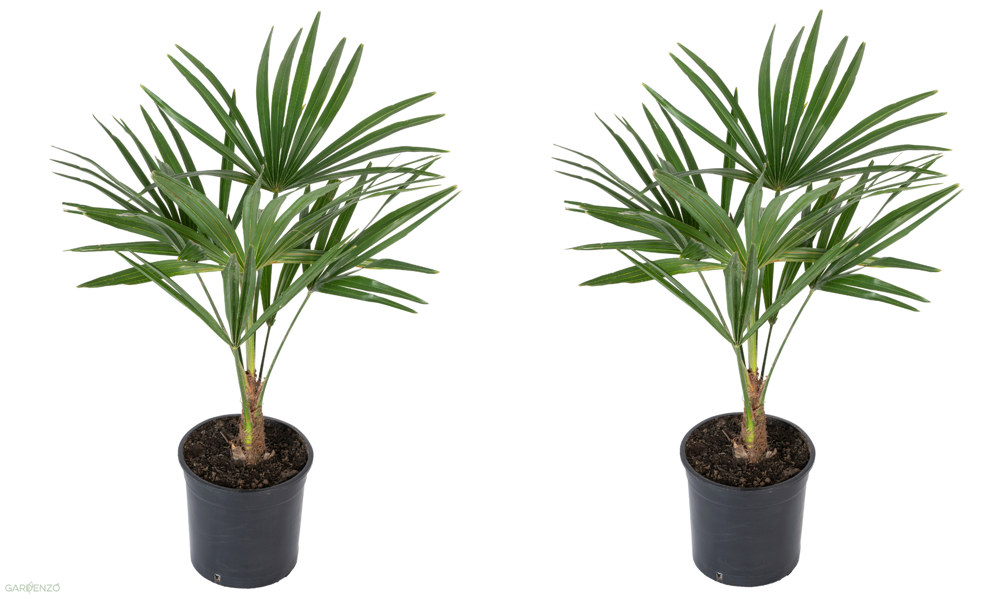 Lot de 2 palmiers éventail Chinois - Moyen (40-60 cm)
