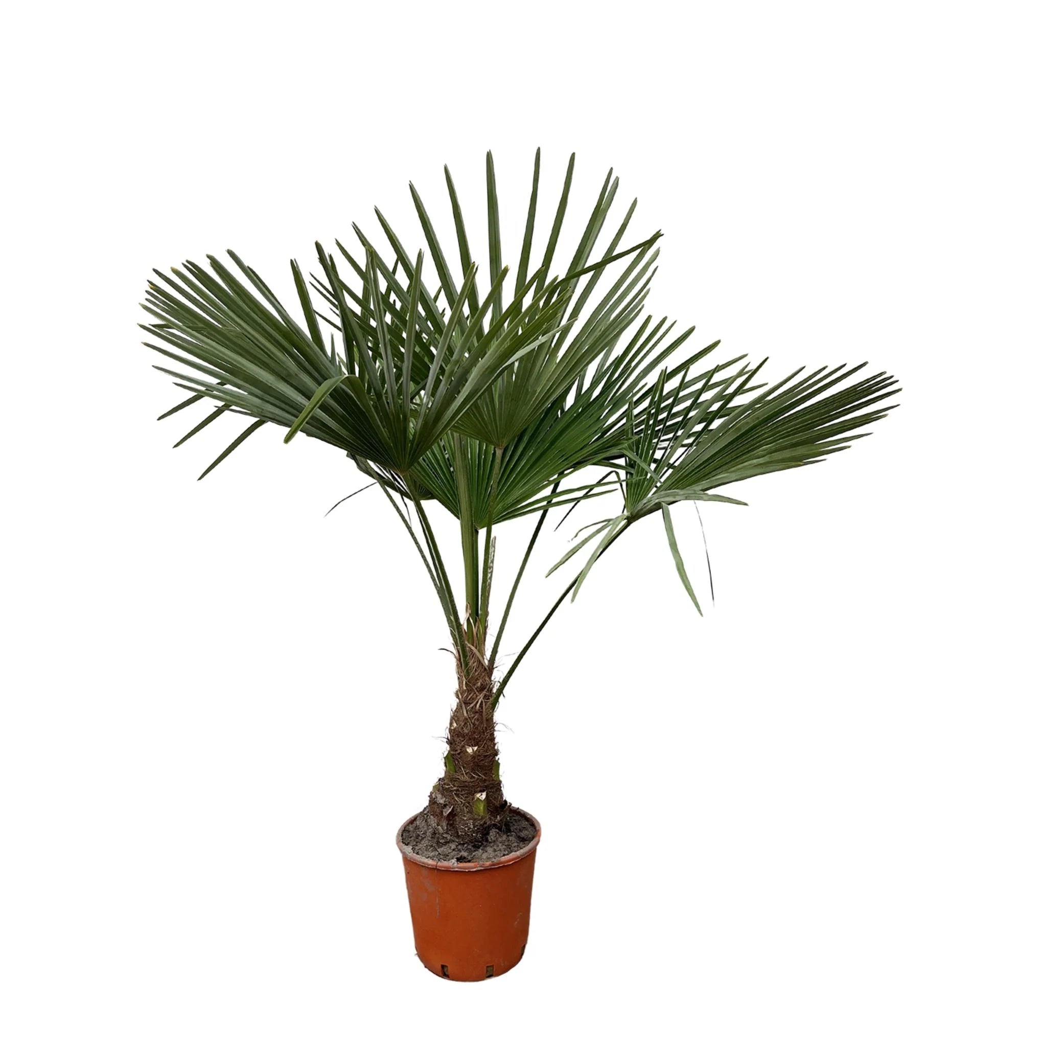 Palmier éventail Chinois - Grand (60-80 cm)