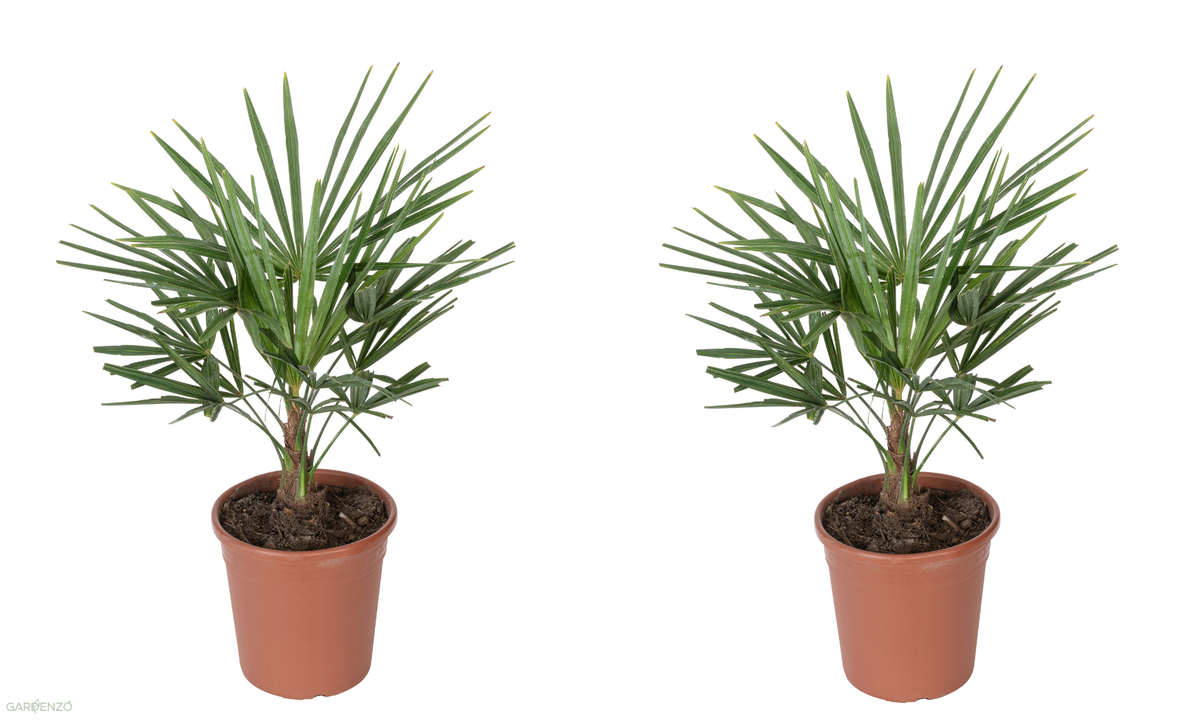 Lot de 2 palmiers éventail Chinois - Grand (60-80 cm)