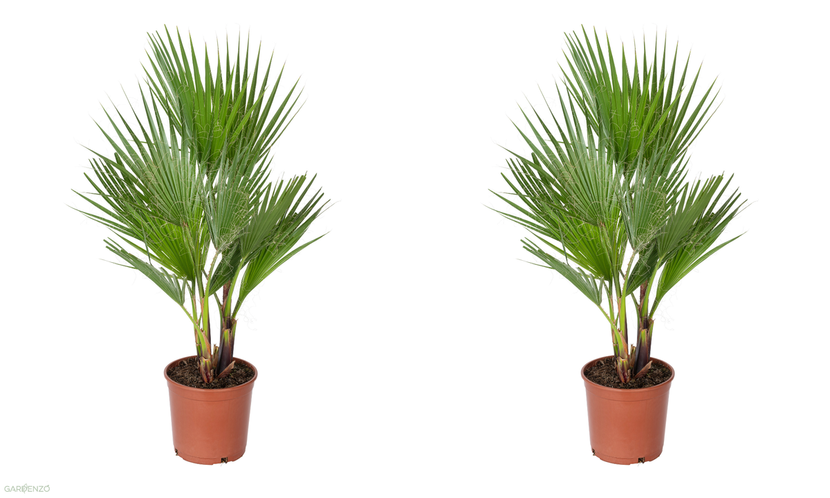 Lot de 2 palmiers du Mexique - Grands (80-100 cm)