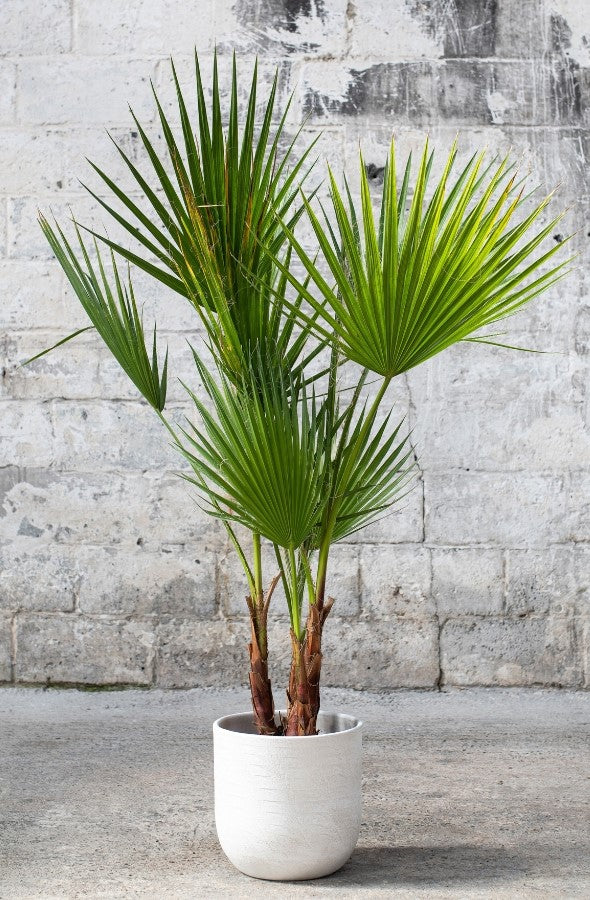 Lot de 2 palmiers du Mexique - Grands (80-100 cm)