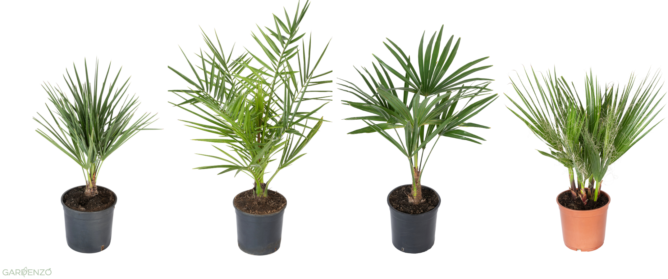 Lot de 4 palmiers variés de taille moyenne - 1 Chamaerops humilis, 1 Phoenix canariensis,  1 Trachycarpus fortunei,  1 Washingtonia robusta (40-70 cm)