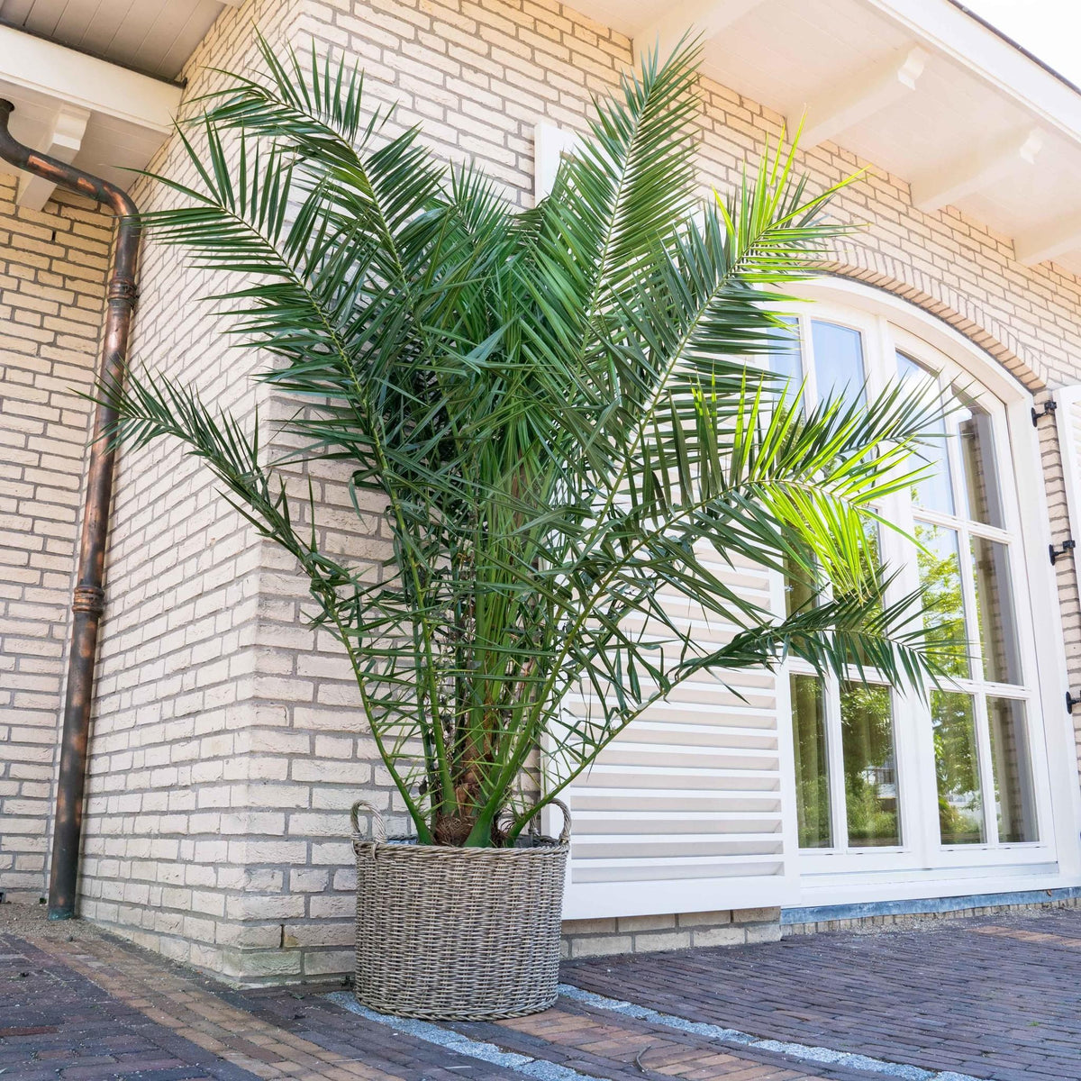 Lot de 4 palmiers variés de taille moyenne - 1 Chamaerops humilis, 1 Phoenix canariensis,  1 Trachycarpus fortunei,  1 Washingtonia robusta (40-70 cm)