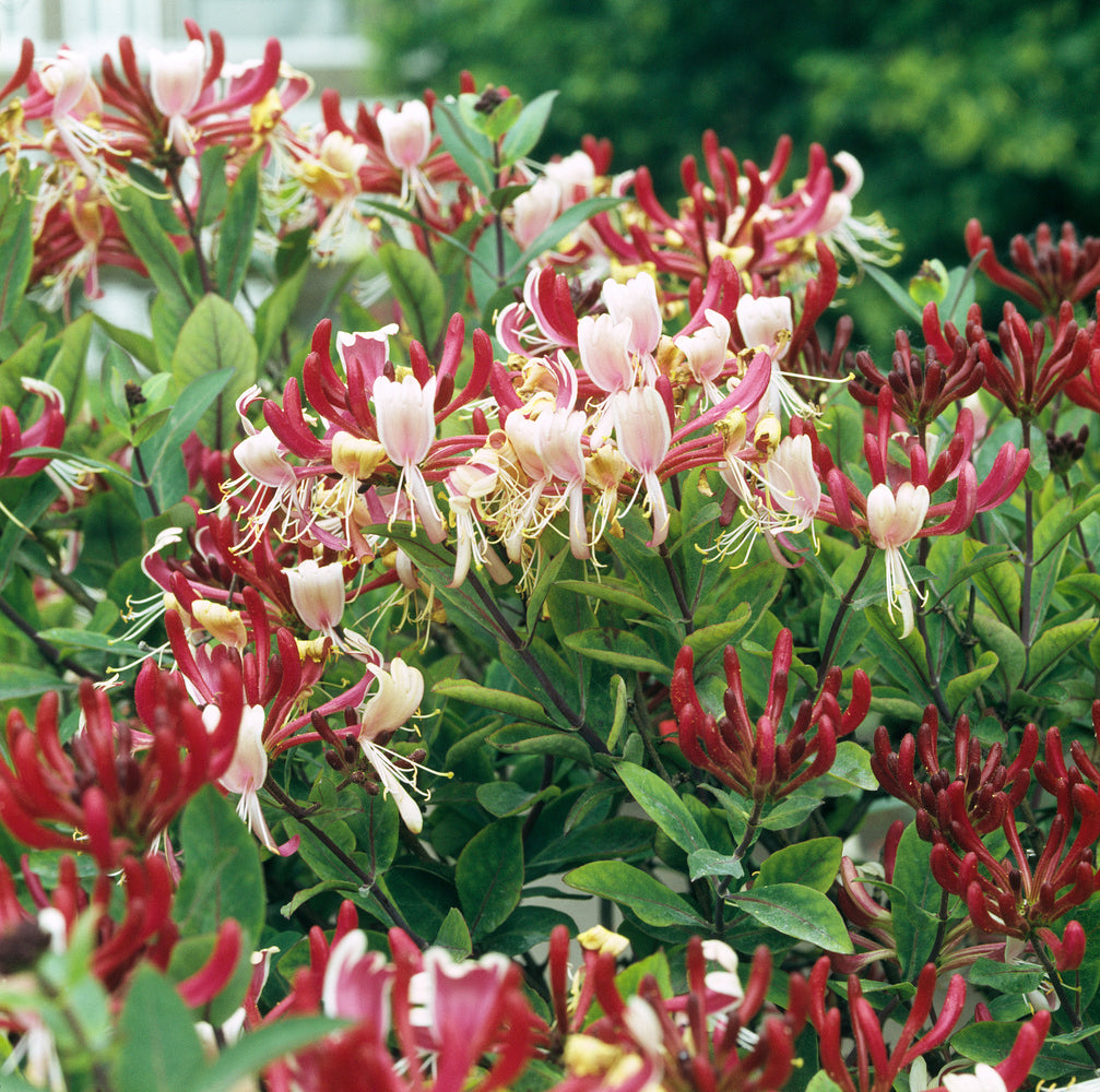 Lot de 3 chèvrefeuilles (Lonicera Periclymenum Belgica) - 30-38 cm