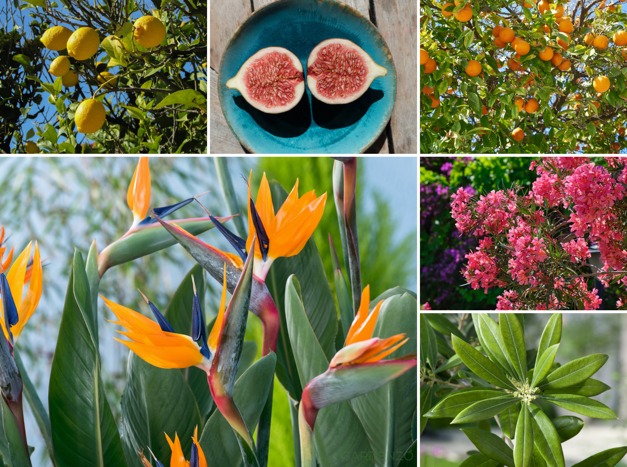 Lot de 12 plantes méditerranéennes : 2 oliviers, 2 figuiers, 2 citronniers, 2 orangers, 2 lauriers roses, 2 oiseaux du paradis - 25-38 cm