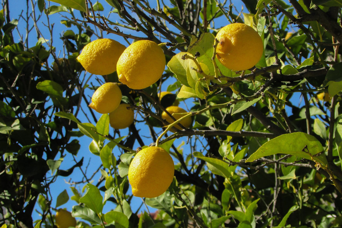 Lot de 4 citronniers 25–38 cm