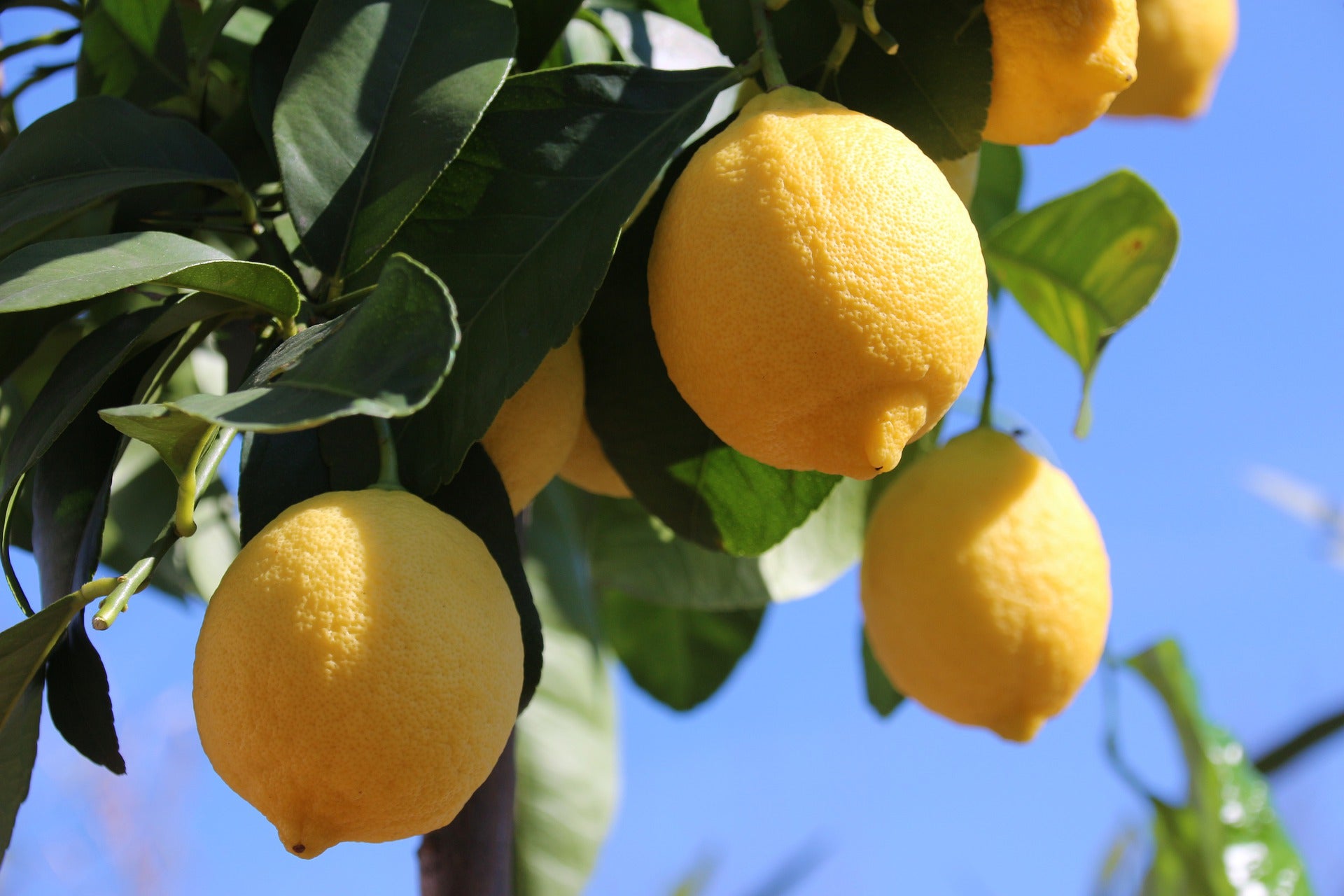 Lot de 4 citronniers 25–38 cm