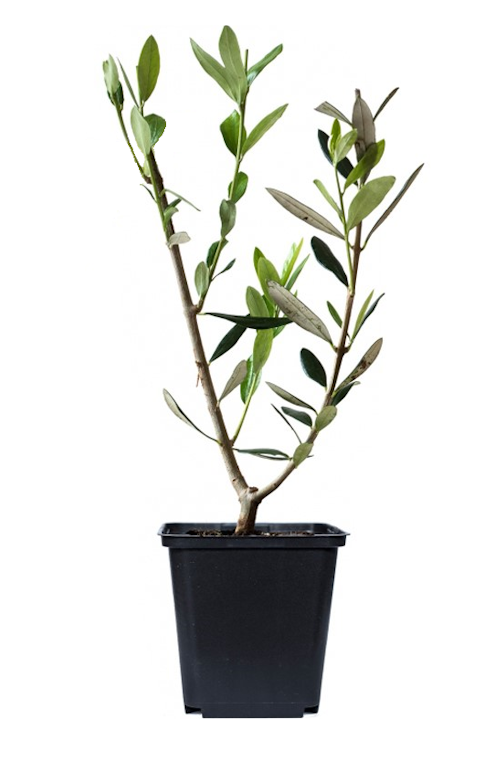 Lot de 4 oliviers et 4 figuiers - 25-38 cm
