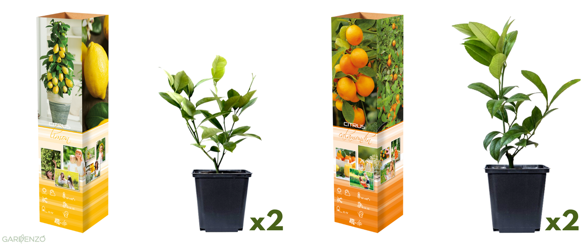 Lot de 4 citronniers 25–38 cm