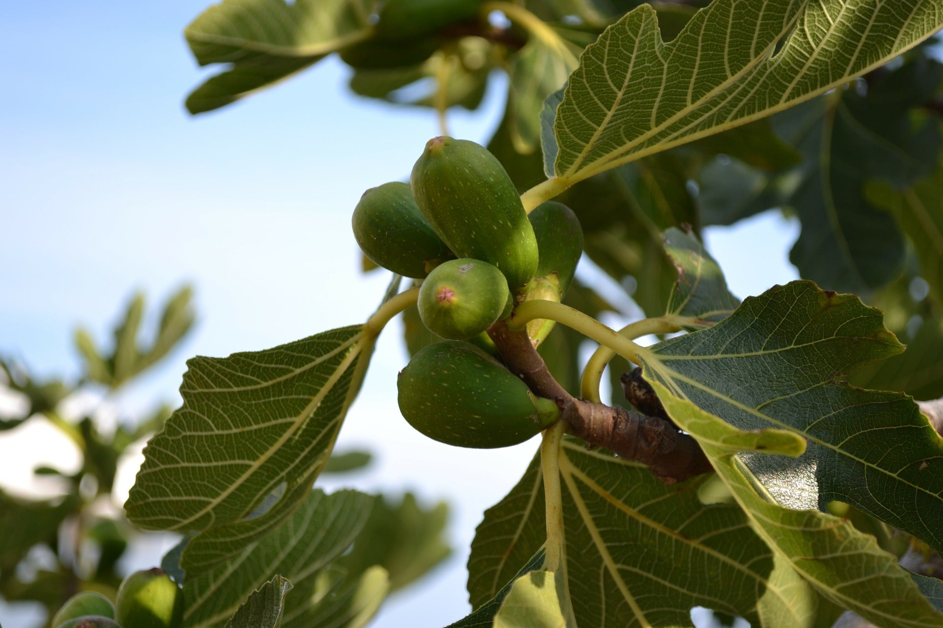 Lot de 4 figuiers (Ficus Carica) - 25-38 cm