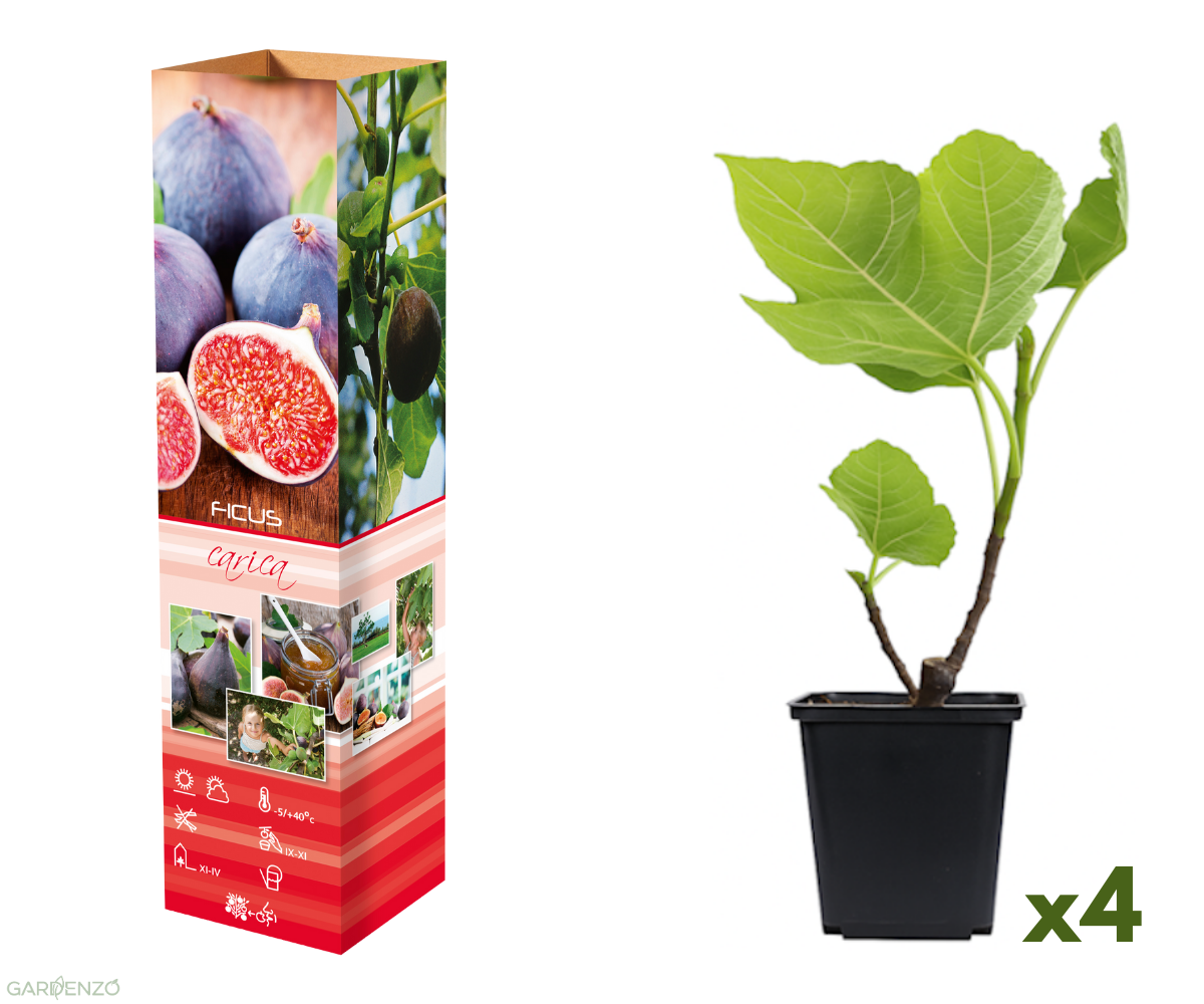 Lot de 4 figuiers (Ficus Carica) - 25-38 cm