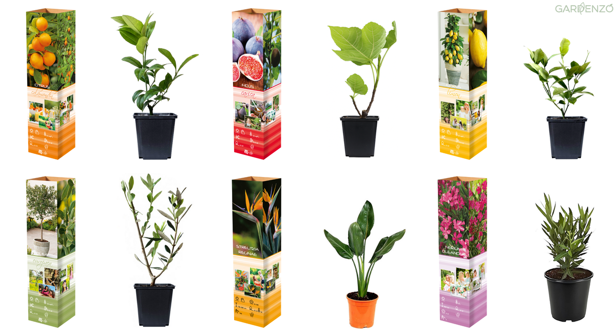 Lot de 6 plantes méditerranéennes : 1 olivier, 1 figuier, 1 citronnier, 1 oranger, 1 laurier rose, 1 oiseau du paradis - 25-38 cm