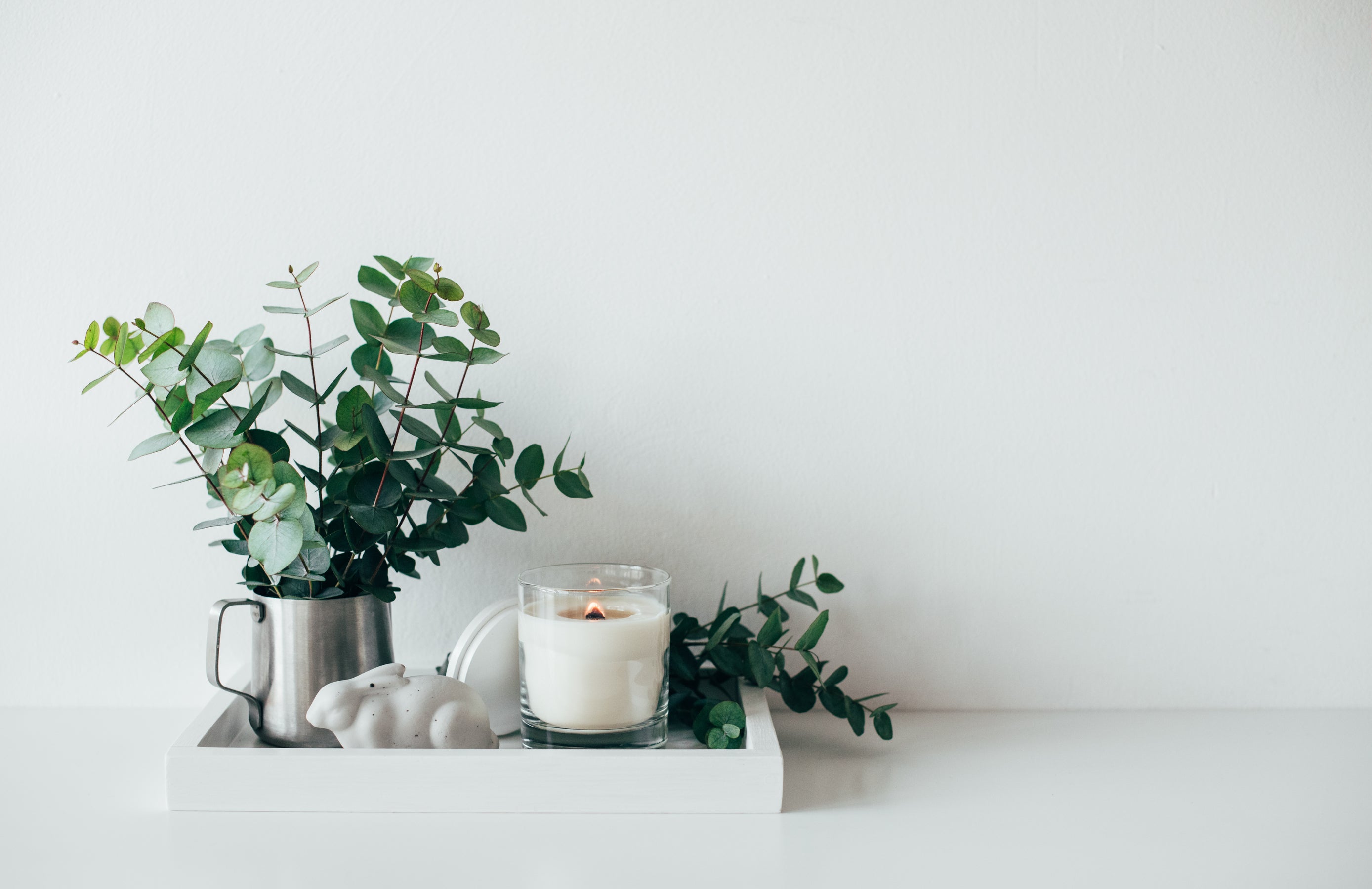 Lot de 2 Eucalyptus (Gunnii Azura) sur tige - 40-50 cm