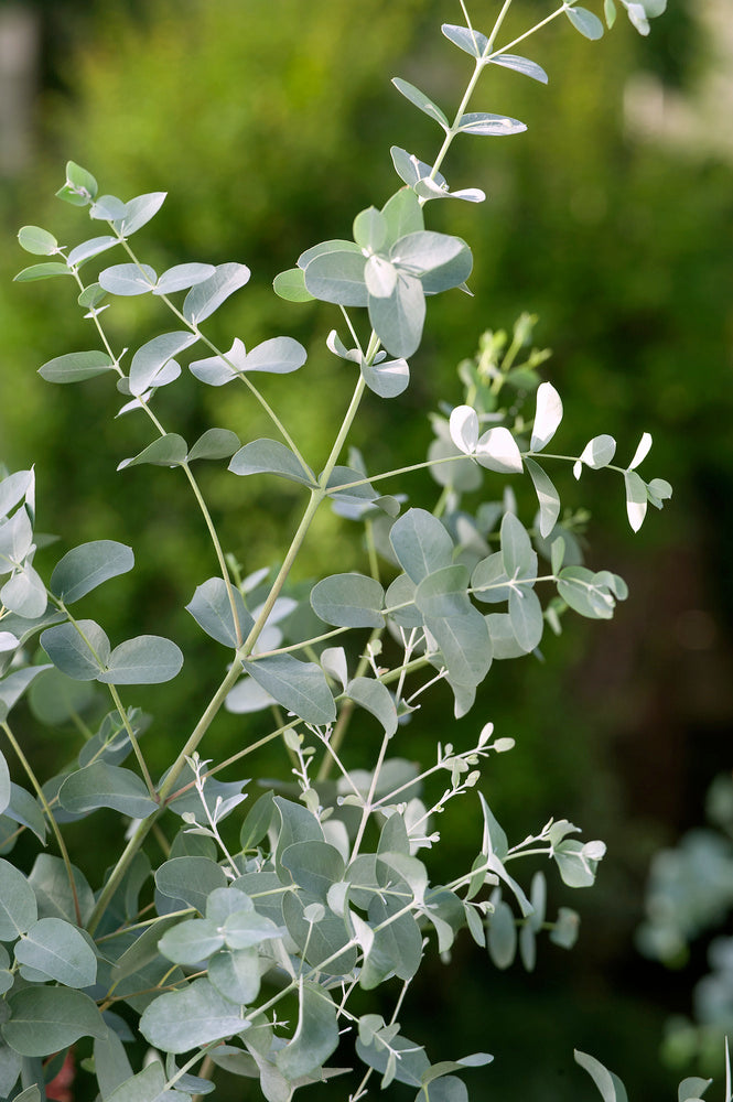 Eucalyptus (Gunnii Azura) sur tige - 40-50 cm