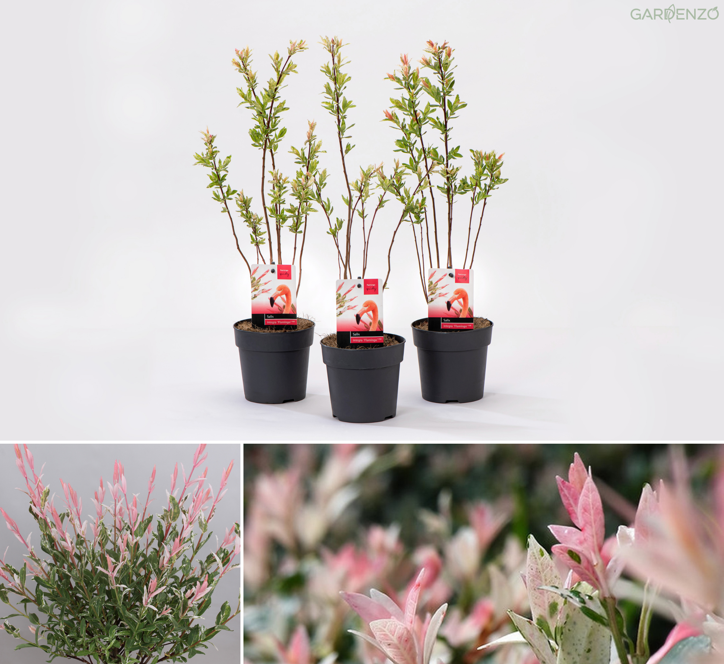 Lot de 3 arbustes saules flamants roses - 30-40 cm