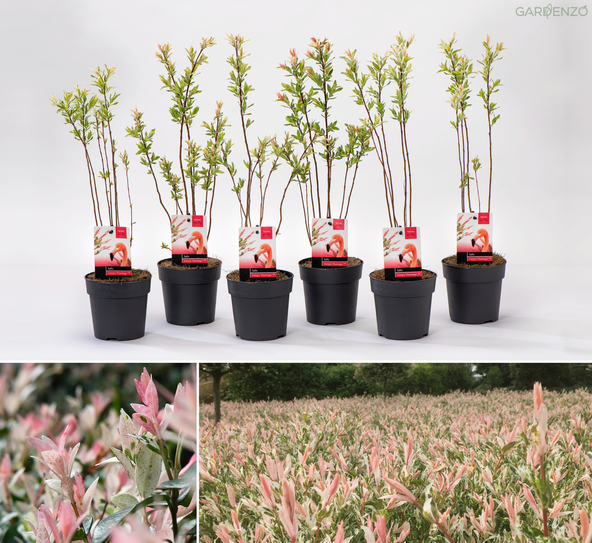 Lot de 6 arbustes saules flamants roses - 30-40 cm