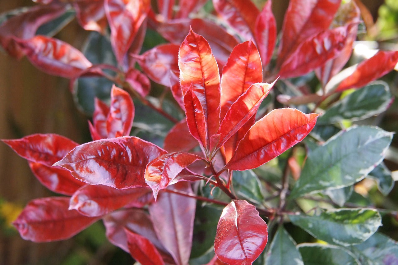 Lot de 3 Photinias rouges (Red Robin) - 30-38 cm
