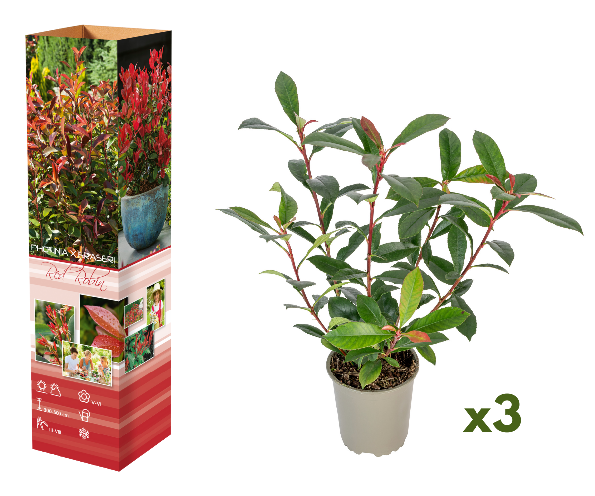 Lot de 3 Photinias rouges (Red Robin) - 30-38 cm