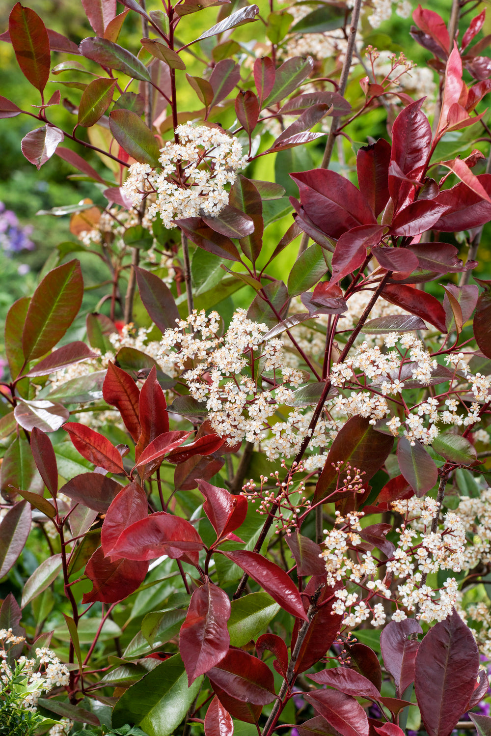 Lot de 6 Photinias rouges (Red Robin) - 30-38 cm