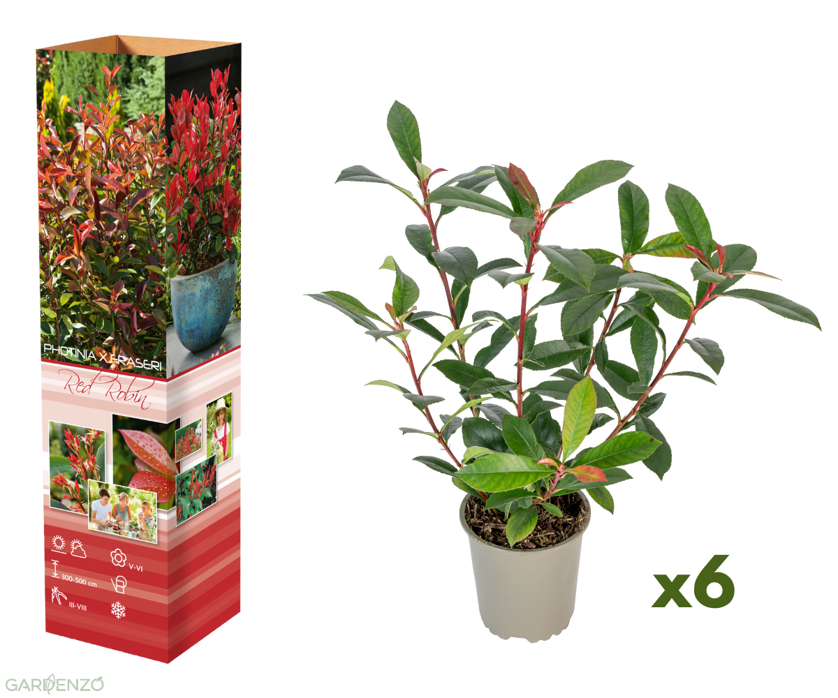 Lot de 6 Photinias rouges (Red Robin) - 30-38 cm