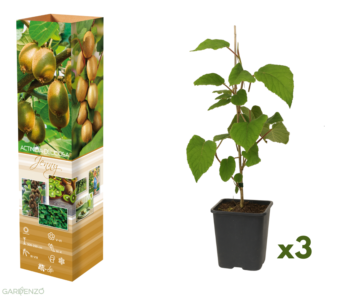 Lot de 3 plants de Kiwi Jenny 30-38 cm