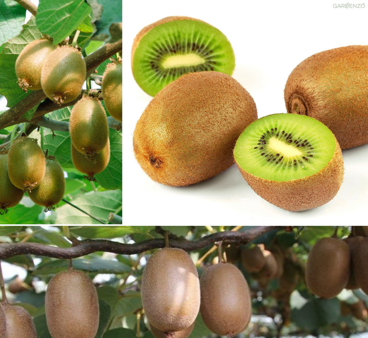 Lot de 6 plants de Kiwi Jenny 30-38 cm