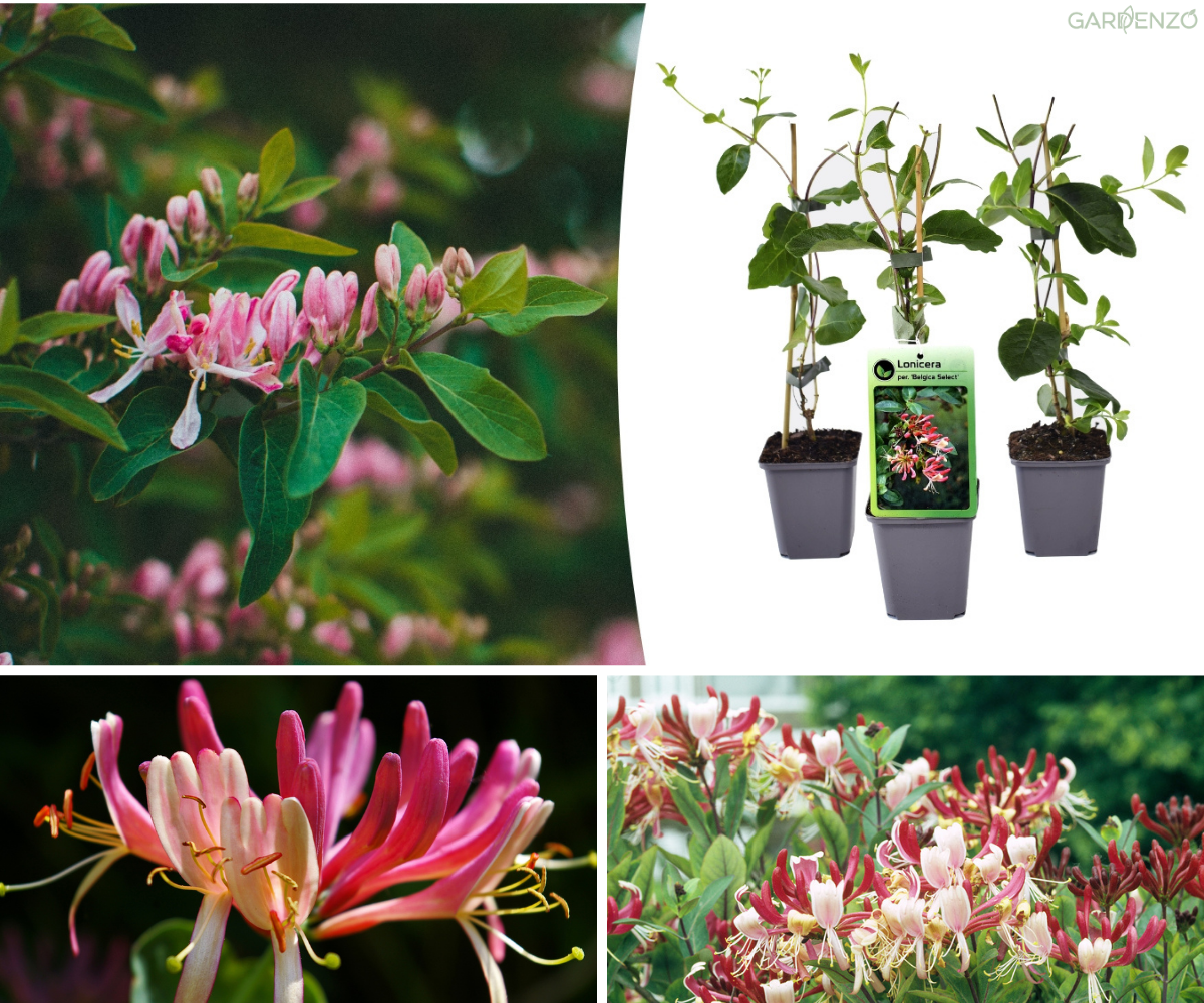 Lot de 3 chèvrefeuilles (Lonicera Periclymenum Belgica) - 30-38 cm