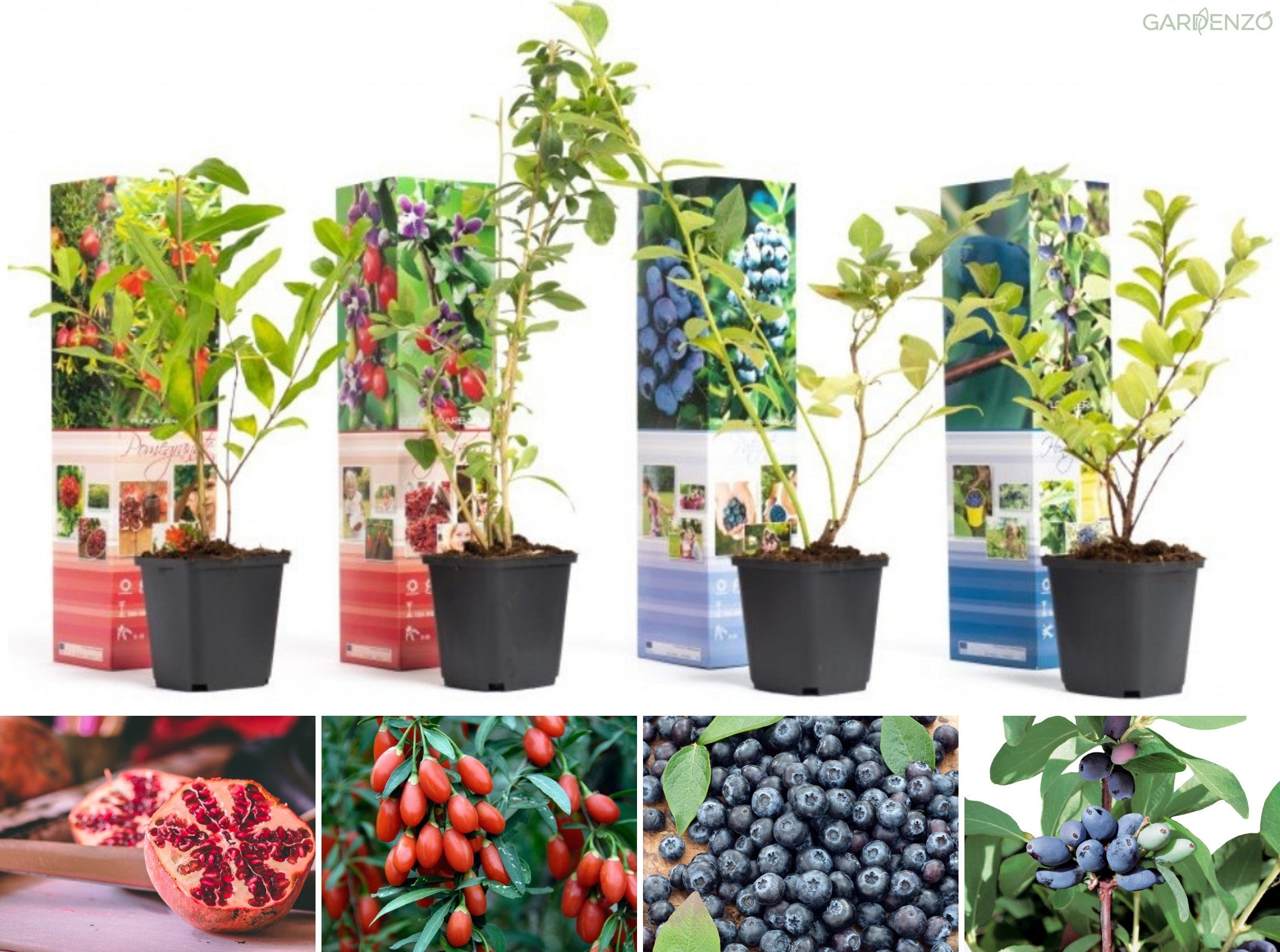 Lot de 4 plantes vitaminées 30–38 cm - 1 baie de Goji, 1 Honeyberry, 1 myrtille, 1 grenade