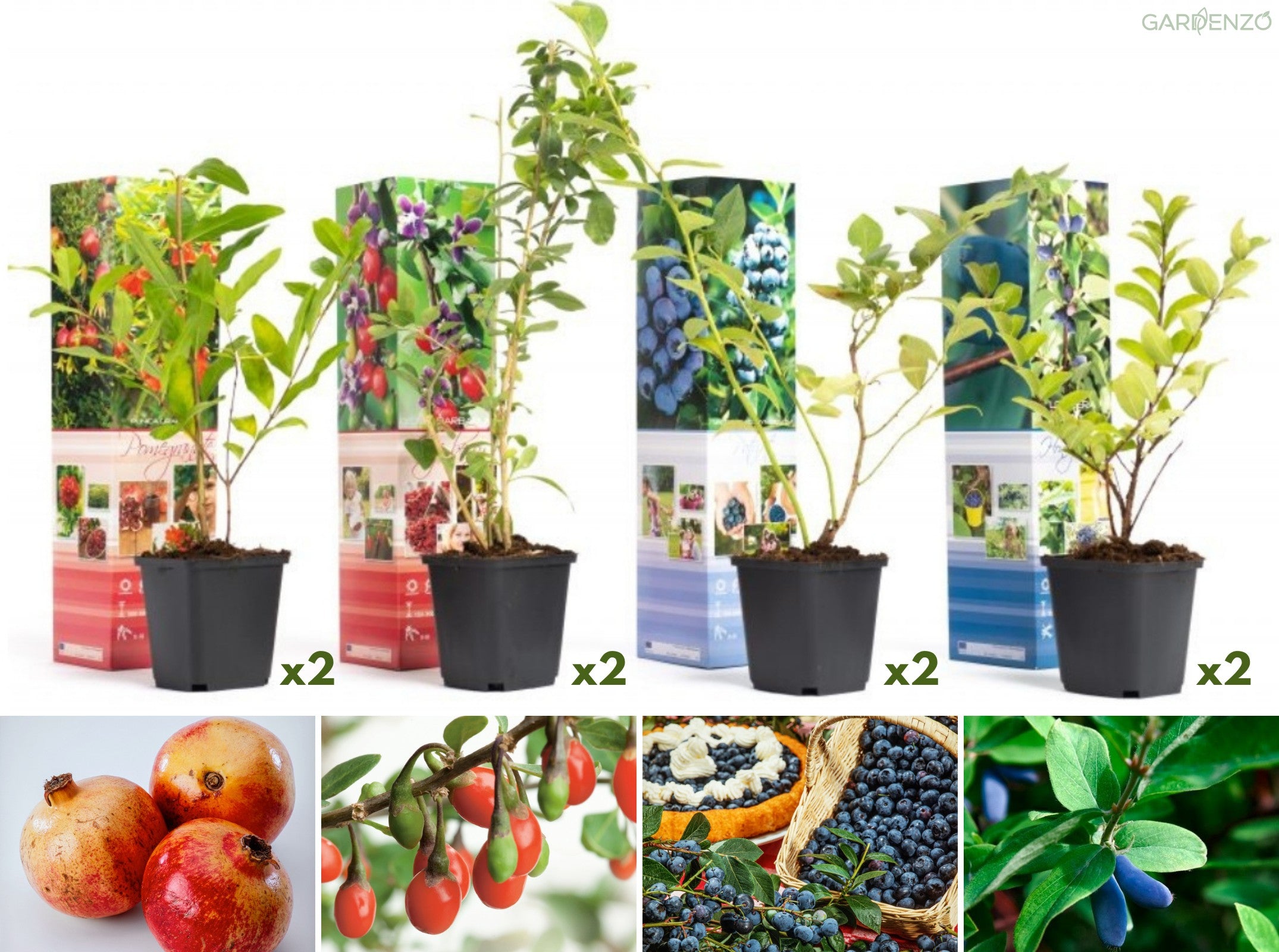 Lot de 8 plantes vitaminées 30–38 cm - 2 baies de Goji, 2 Honeyberry, 2 myrtilles, 2 grenades