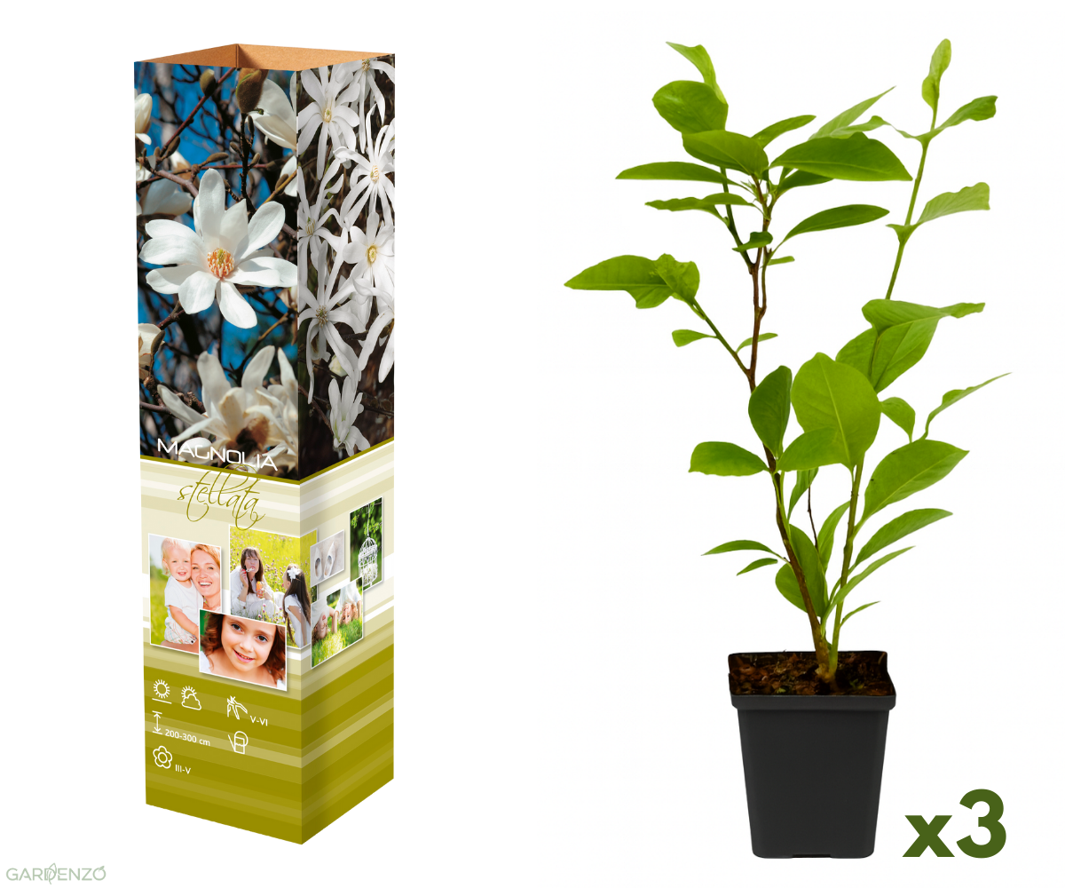 Lot de 3 magnolias Stellata - 30-38 cm