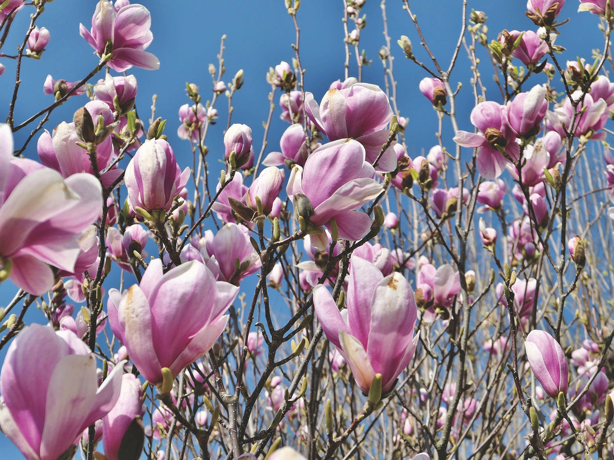 Lot de 6 magnolias Soulangeana - 30-38 cm