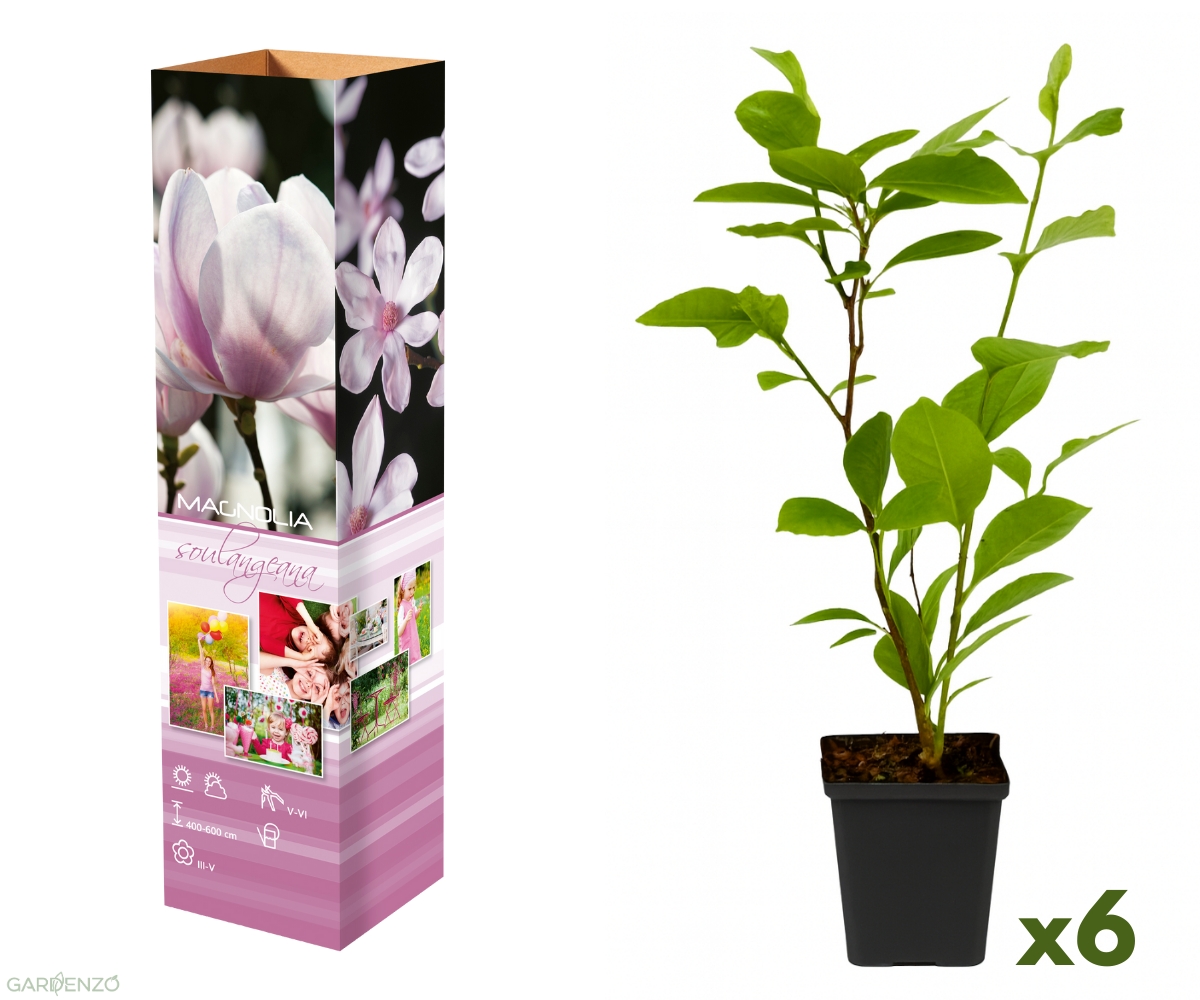 Lot de 6 magnolias Soulangeana - 30-38 cm