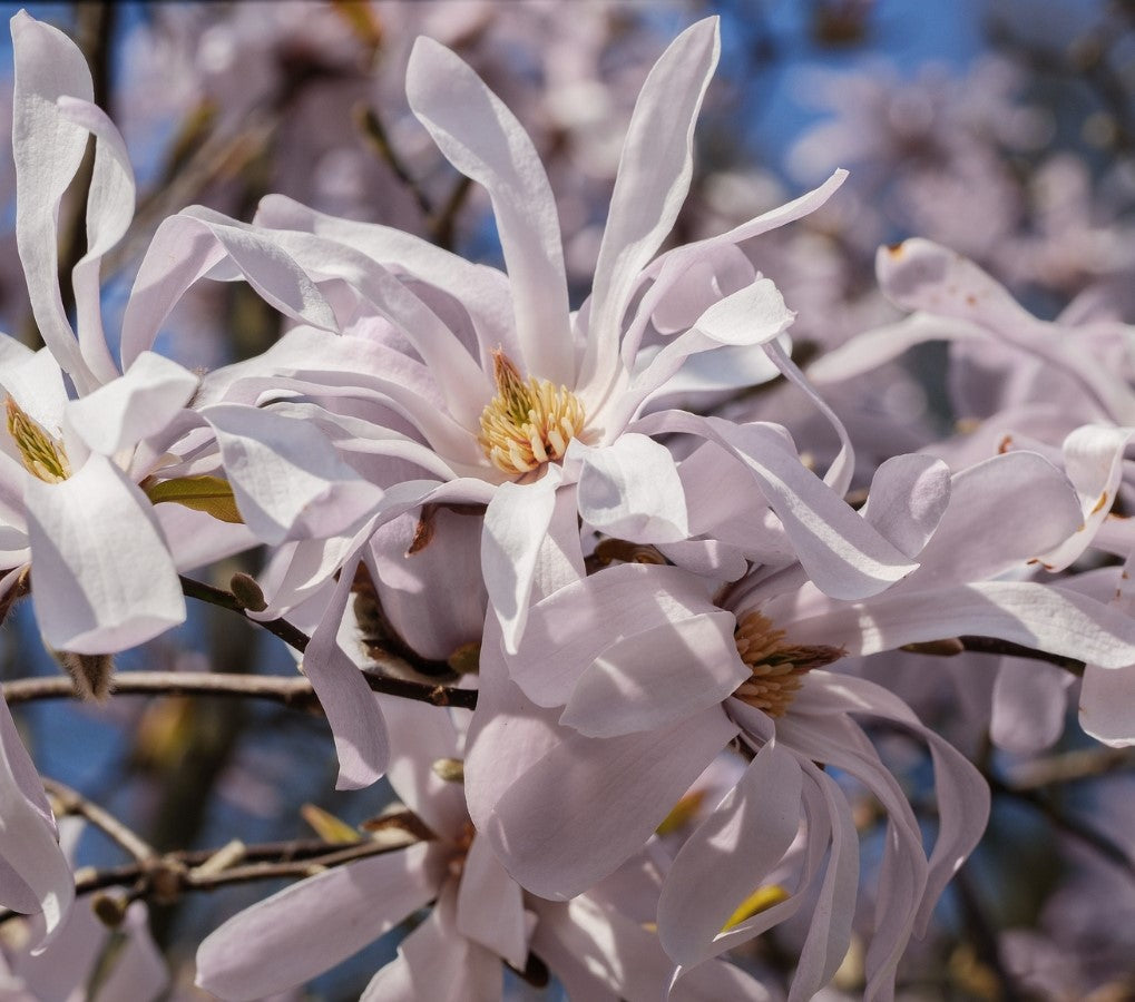 Lot de 3 magnolias Stellata - 30-38 cm