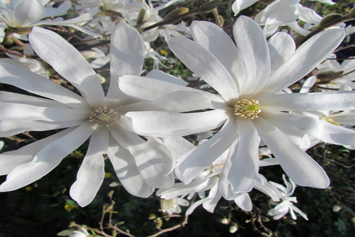 Lot de 3 magnolias Stellata - 30-38 cm