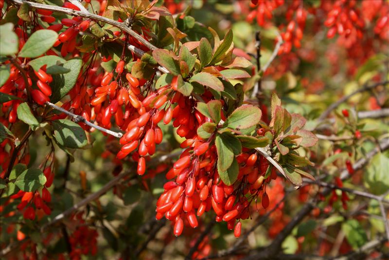 4 baies de Goji 30–38 cm